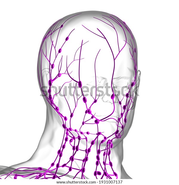 Human Lymph Nodes Anatomy For Medical\
Concept 3D\
Illustration