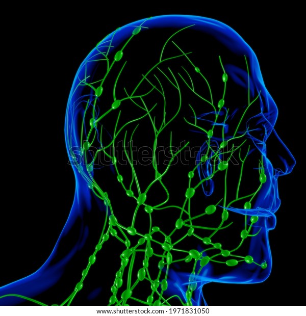 Human Lymph Nodes Anatomy For Medical\
Concept 3D\
Illustration