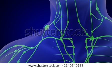 Human Lymphatic System 3d illustration 3d rendering