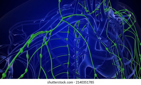 Human Lymphatic System Tissue Fluid 3d Illustration 