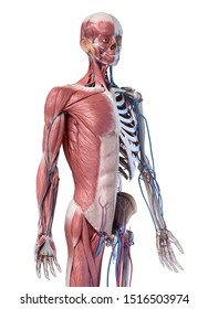 Human male anatomy, 3/4 figure muscular and skeletal systems, Front perspective view. 3d illustration. On white background.
