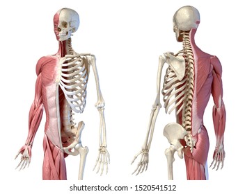 Human male anatomy, 3/4 figure muscular and skeletal systems, Front and rear perspective views. 3d illustration. On white background.