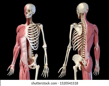 Human male anatomy, 3/4 figure muscular and skeletal systems, Front and rear perspective views. 3d illustration. On black background.
