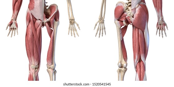 Human Male Anatomy, Limbs And Hip Muscular And Skeletal Systems, With Internal Muscle Layers. Front And Back Views, On White Background. 3d  Illustration.