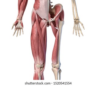 Human Male Anatomy, Limbs And Hip Muscular And Skeletal Systems, With Internal Muscle Layers. Front View, On White Background. 3d Illustration.