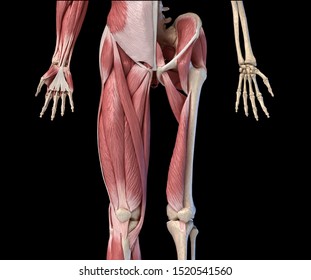 Human Male Anatomy, Limbs And Hip Muscular And Skeletal Systems, With Internal Muscle Layers. Front View, On Black Background. 3d Illustration.