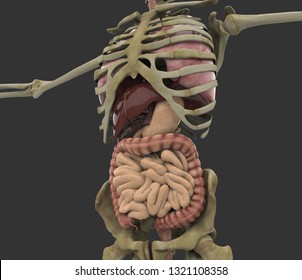 Human Male Body 3d Rendering Stock Illustration 1321108358 | Shutterstock