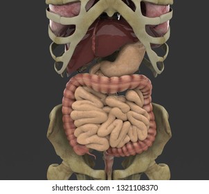 Human Male Body 3d Rendering Stock Illustration 1321108370 | Shutterstock