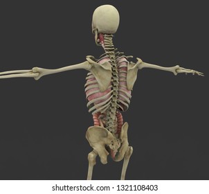 Human Male Body 3d Rendering Stock Illustration 1321108403 | Shutterstock