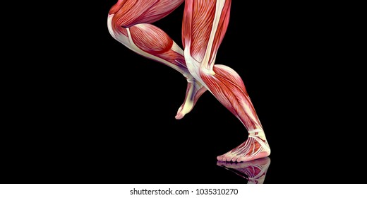 Human Male Body Anatomy Illustration With Visible Muscles And Tendons
