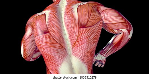 Human Male Body Anatomy Illustration with visible muscles and tendons