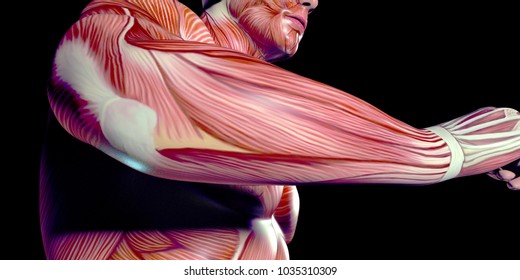 muscle texture