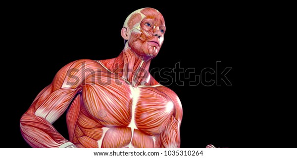 Human Male Body Anatomy Illustration Visible Stock Illustration 1035310264