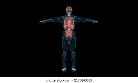 Human Male Body Organs 3d Hologram Back View. 3D Illustration