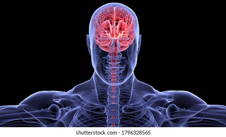 Human Male Brain Anatomy.3d Illustration