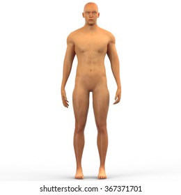 Human Male Muscle Body
