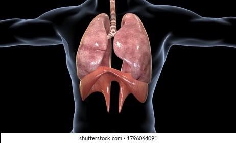 呼吸筋 のイラスト素材 画像 ベクター画像 Shutterstock