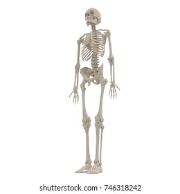 Human Male Skeleton Standing Pose On Stock Illustration 746318242 ...