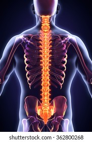 Human Male Spine Anatomy