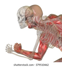 医学 科学 健康 男性 生物学 医学 骨 解剖学的 筋肉 体系 顔 頭蓋 背景に骨または骨と顔または頭蓋骨の詳細を持つ人間の男性の3d解剖学 のイラスト素材