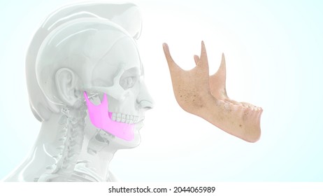 Human Mandible Anatomy 3d Illustration