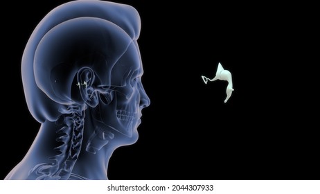 Human Medial Wall Of Middle Ear 3d Illustration