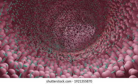 human microbiome, intestinal probiotic bacteria helping the growth of healthy gut flora, 3d illustration