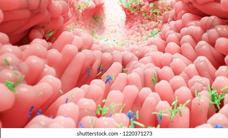 Human Microbiota In Intestine