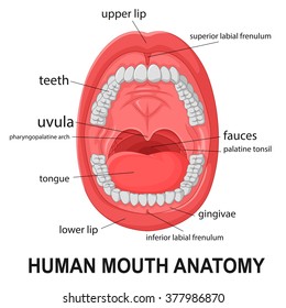 Teeth Names Permanent Teeth Eruption Chart Stock Vector (Royalty Free ...