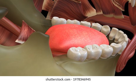 Human Mouth Parts Under Tongue Muscles 3d Illustration