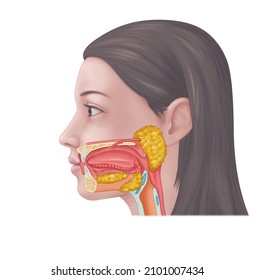 Human Mouth And Salivary Gland System