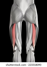 Human Muscle Anatomy - Biceps Femoris Long Head