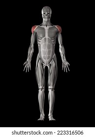 Human Muscle Anatomy - Deltoid