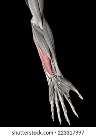 Human Muscle Anatomy Flexor Digitorum Superficialis Stock Illustration Shutterstock