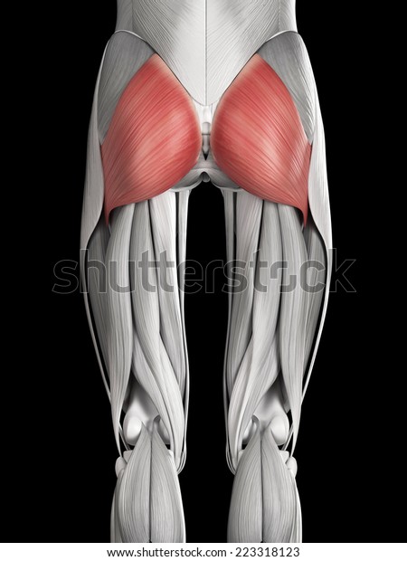 Human Muscle Anatomy Gluteus Maximus Stock Illustration 223318123