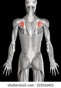 Human Muscle Anatomy - Infraspinatus