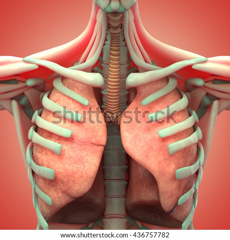 Human Muscle Body Respiratory System 3 D Stock Illustration 436757782