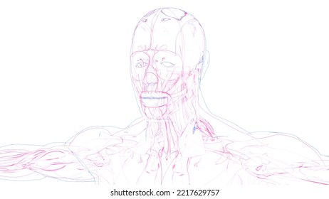 Human Muscle System Drawing Anatomy 3d Illustration