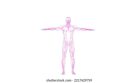 Human Muscle System Drawing Anatomy 3d Illustration
