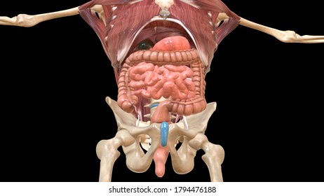 Human Muscles Organ Anatomy3d Illustration Stock Illustration ...