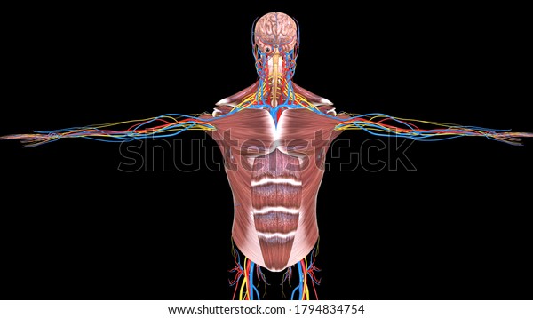 Human Muscular System Organs Anatomy3d Illustration Stock Illustration ...