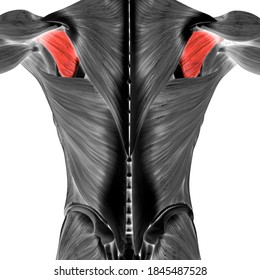 Human Muscular System Torso Muscles Infraspinatus Stock Illustration ...