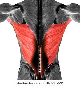 Human Muscular System Torso Muscles Infraspinatus Stock Illustration ...