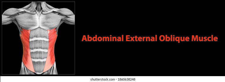 536 External oblique muscle abdomen Images, Stock Photos & Vectors ...