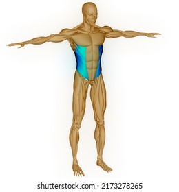 Human Muscular System Torso Muscles Abdominal Stock Illustration ...