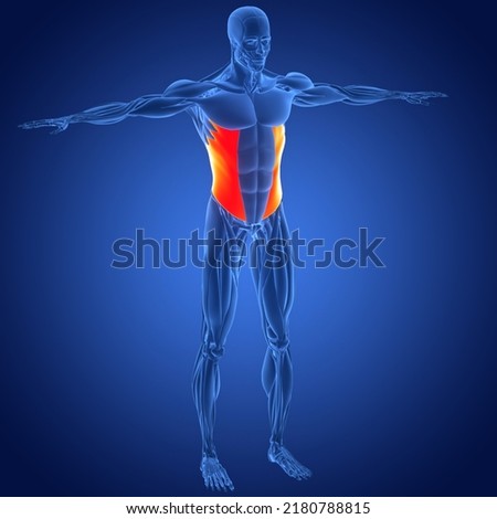 Human Muscular System Torso Muscles Abdominal External Oblique Muscle Anatomy. 3D Stockfoto © 