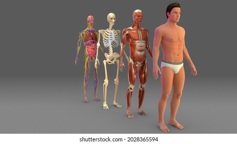 Human Musculoskeletal System 3D Illustration