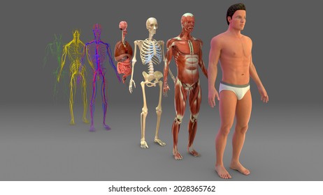 Human Musculoskeletal System 3D Illustration