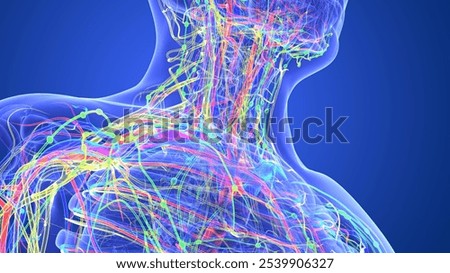 human neck bone nervous system bone arteries and veins with lymph node anatomy medical 3d illustration
