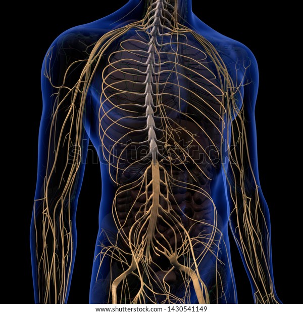 Human Nervous System Anatomy 3d Rendering Stock Illustration 1430541149